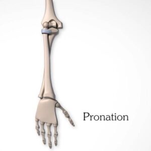 Pivot joint (Pronation)