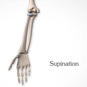 Pivot joint (Supination)