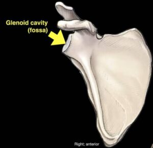 Glenoid cavity fossa