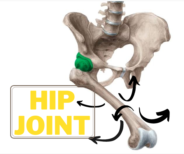 Hip Joint Featured Image
