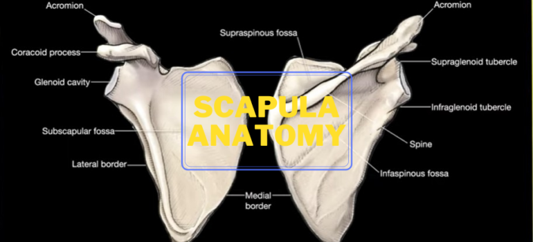 Scapula Anatomy featured Image (Final)