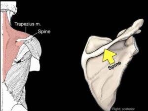 Spine of the scapula