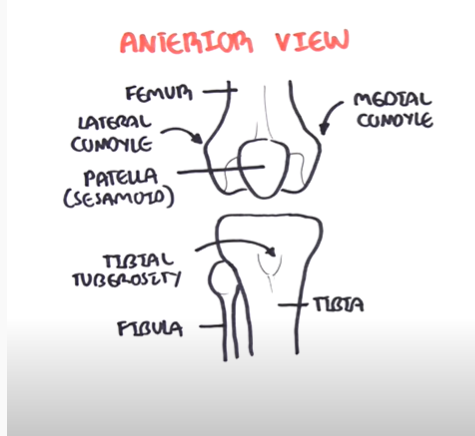 anterior knee view