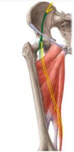 anteriorly from the femoral nerve