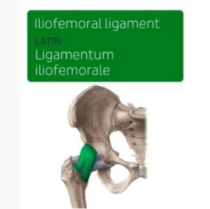 iliofemoral ligament