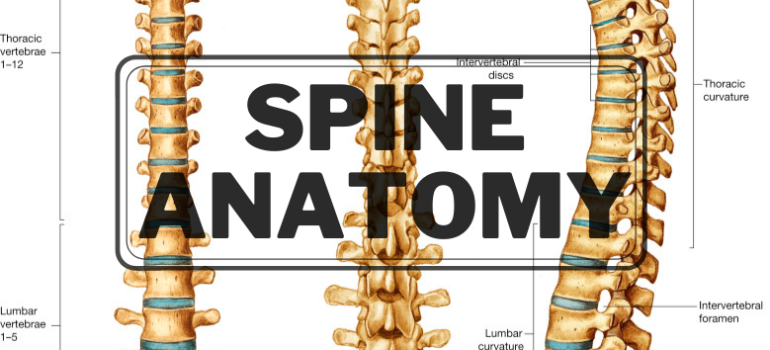 Spine Featured Image