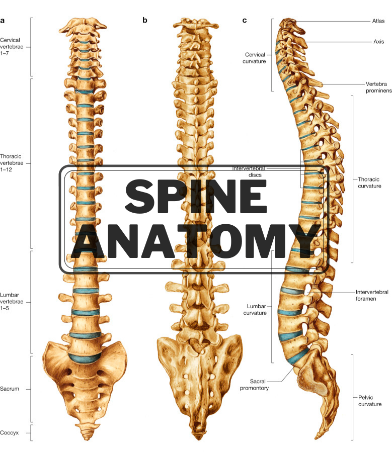Spine Featured Image