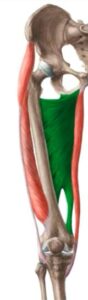 Adductor Magnus muscle