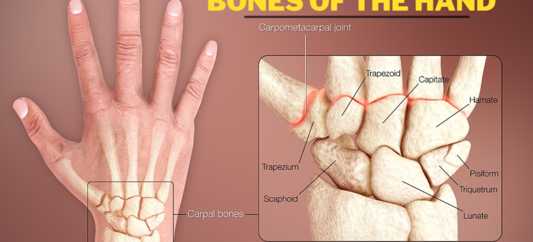 Bones of the hand (Featured Image)