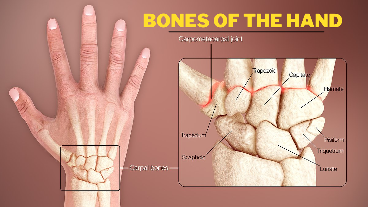 Bones of the hand (Featured Image)