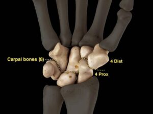Carpal bones 8 (rows)