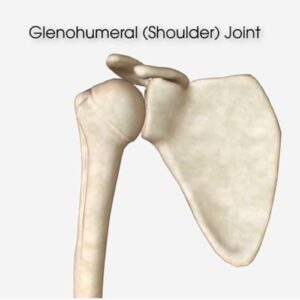 Glenohumeral (Shoulder) Joint