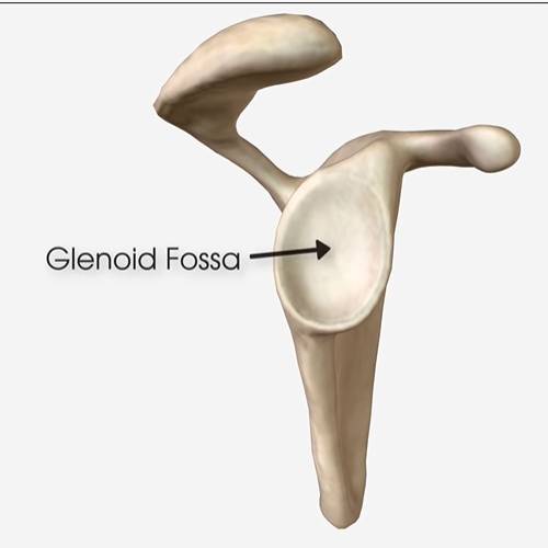 What Is My Rotator Cuff, and Why Does It Hurt? to SYS Medtech International Pvt. Ltd.