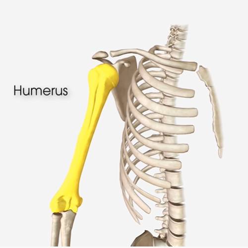 What Is My Rotator Cuff, and Why Does It Hurt? to SYS Medtech International Pvt. Ltd.