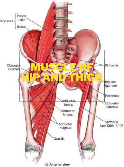 Muscle of Hip And thigh Featured Image