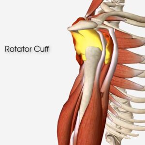 Rotator Cuff
