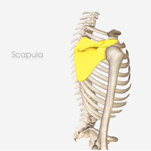 What Is My Rotator Cuff, and Why Does It Hurt? to SYS Medtech International Pvt. Ltd.