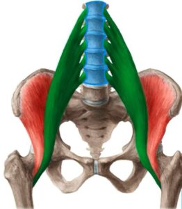 vertebrae L1 to L5