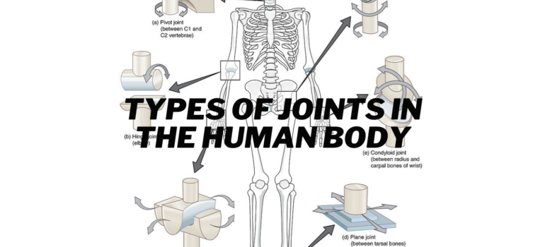 Types of Human Joints (Featured Image)