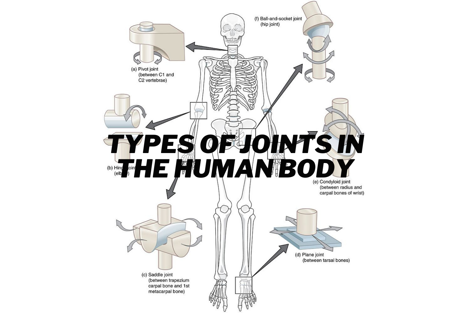What Are The Different Types Of Joints Present In The Human Body At 