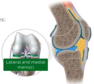 medial and lateral menisci