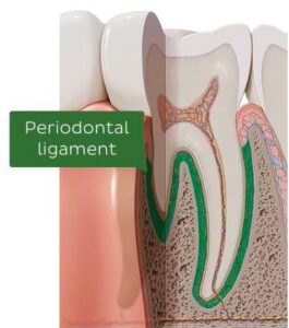 periodontal ligament
