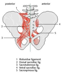 pelvic ligaments